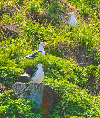 Seagulls sit on nests on a rock covered with grassの写真素材