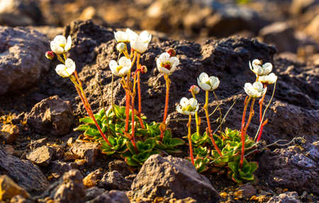 "Saxifraga merkii" mountain plants grow on the ancient basaltic lavasの写真素材