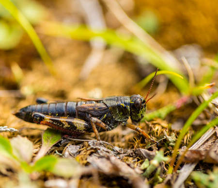 small insect grasshopper on the yellow and green grass