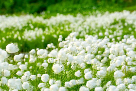Arctic cotton grass (Eriophorum) field in Kamchatka. Horizontal shot