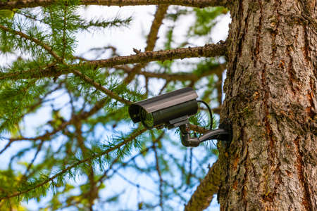 Surveillance camera on the tree. Hidden camera in the forest. Forest safety. Hidden camera.の写真素材