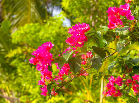 Pink bougainvillea blooms in the garden, soft focusの写真素材