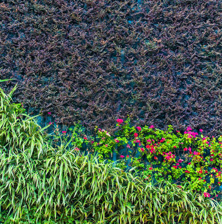 green leaf background for your designの写真素材