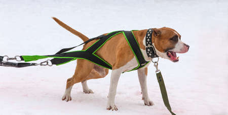 The dog in the winter competitions Weight pulling の写真素材