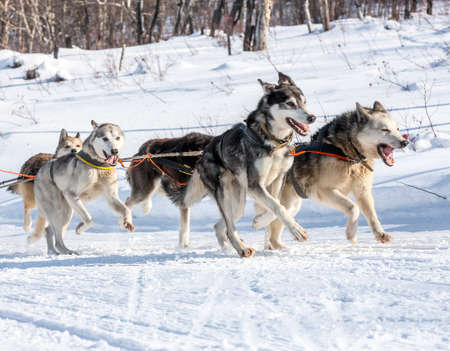 Husky dogs are pulling sledge at sunny winter forest in Kamchatka, Russiaの写真素材