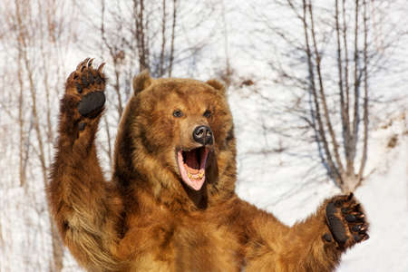 Taxidermy of a Kamchatka brown bear in forest on winterの写真素材