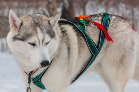 young Husky male tied up in winterの写真素材