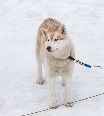 young Husky male tied upの写真素材