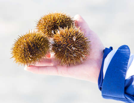 three sea urchins on hand in the winter