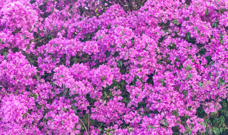 Purple flowers texture closeupの写真素材