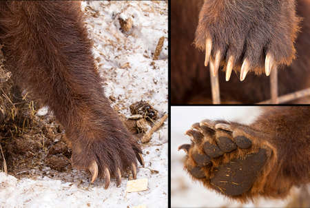 Set of paw with claws brown bearの写真素材