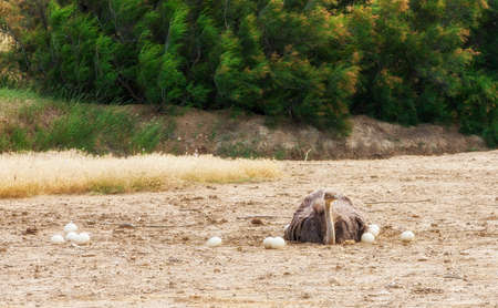 Male African ostrich in nest sitting on the eggs until they hatchの写真素材