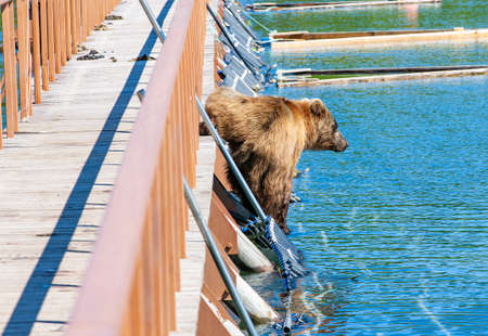 Funny wet brown bear on the wooden bridge