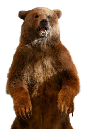 Taxidermy of a Kamchatka brown bear on white backgroundの写真素材