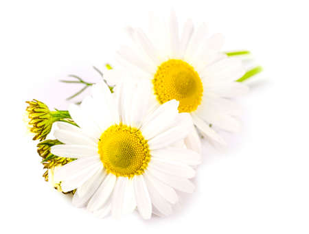 The Beautiful chamomile flowers on the whiteの写真素材
