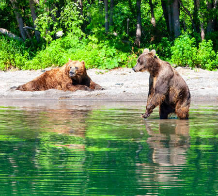 The Kamchatka braun bear on the big lakeの写真素材