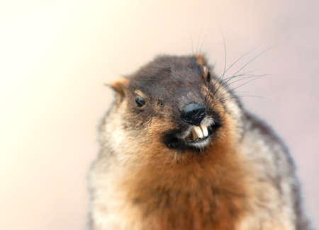 The portrait of alpine small marmot, isolated.の写真素材