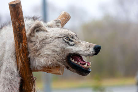 The stuffed Aggressive wolf head with open mouthの写真素材