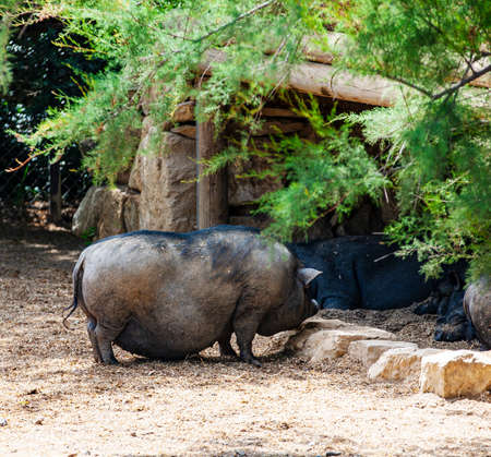The fat black pig at the zoo