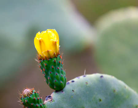 The Springtime bloom on a prickly pear cactusの写真素材