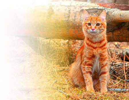 The Beautiful Red Cat bobtail hunts in the forestの写真素材