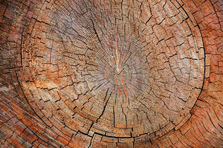 The Wood texture of cut tree trunk, close-up