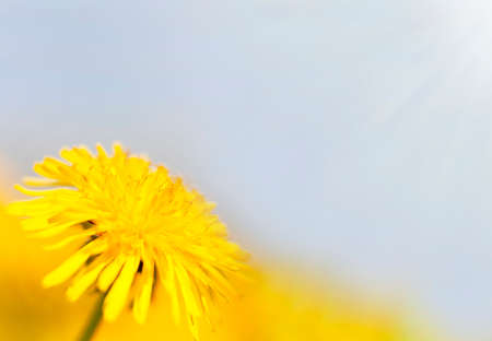 The field with yellow dandelions. Selective focus. Spring in the mountains. Strong morning sun....