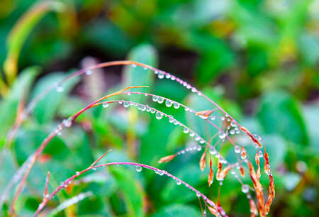 The Drops of dew on the grass. Selective focusの写真素材