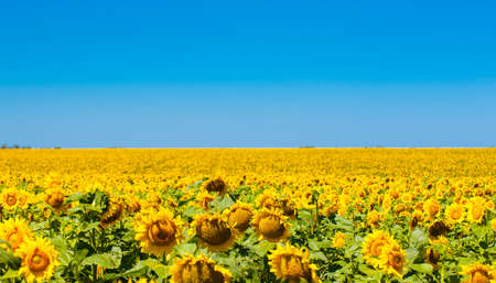 The Sunflower new natural background .. Selective focusの写真素材