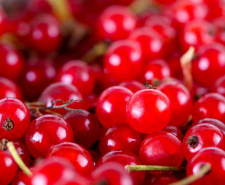 The ripe juicy red currant berries. Selective focusの写真素材