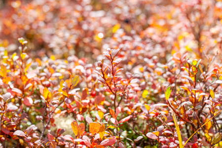 The autumn in the tundra, red leaves on the moss background