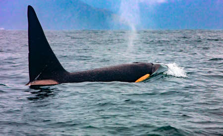 The killer whale in Kamchatka with the fin above waterの写真素材