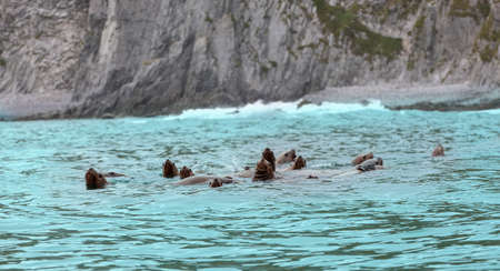 The Rookery Steller sea lions. Island in Pacific Ocean near Kamchatka Peninsula.の写真素材
