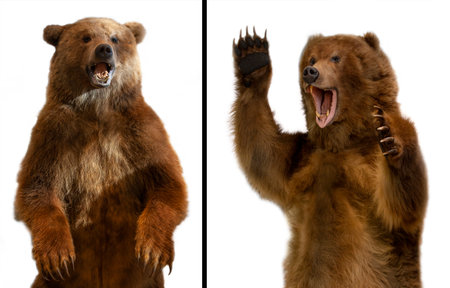 The close up Taxidermy of a Kamchatka brown bear on white backgroundの写真素材