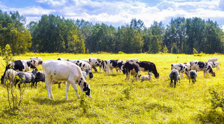 The flock of sheep and cows pasturing on green and yellow grass in a sunny dayの写真素材