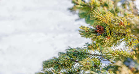 Close-up of a pine branch and cone on the snow background with copy space