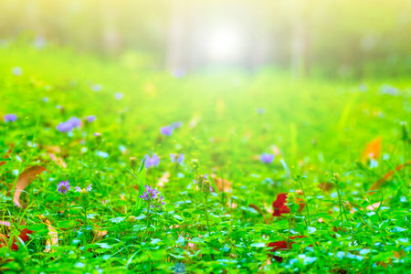 The green meadow with flowers in soft sunlight