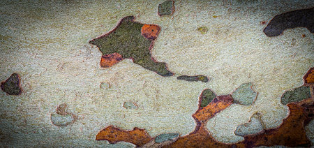 Sycamore texture tree bark. Selective focus