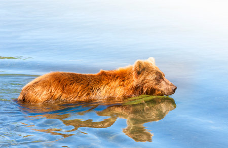 Brown Kamchatka bear on the shore of the Kuril Lake on sunlightの写真素材