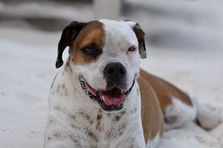 Pitbull on the Beach in Belizeの写真素材