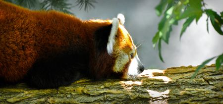 Sleepy Red Pandaの写真素材