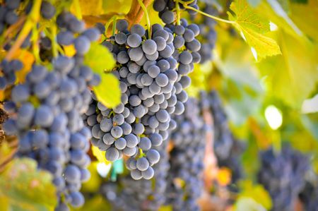 Red Wine Grapes Hanging from the Vineの写真素材