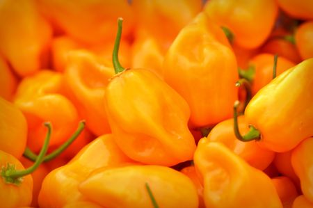 Habaneroの写真素材