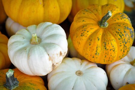 Mini Pumpkinの写真素材