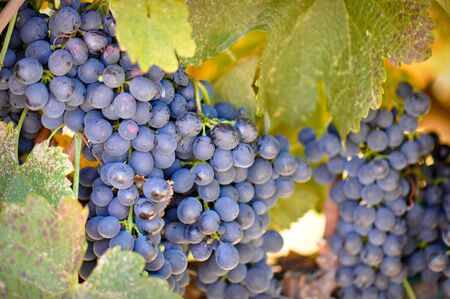 Red Grapes ready to be harvested for Wineの写真素材