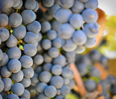 Red Grapes