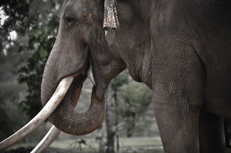 Aged Elephant looking straight aheadの写真素材