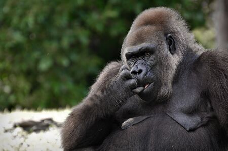 Large Black Gorilla Staringの写真素材