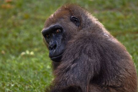 Large Black Gorilla Staringの写真素材
