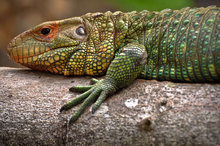 Beautiful Green Iguana Resting on a Treeの写真素材